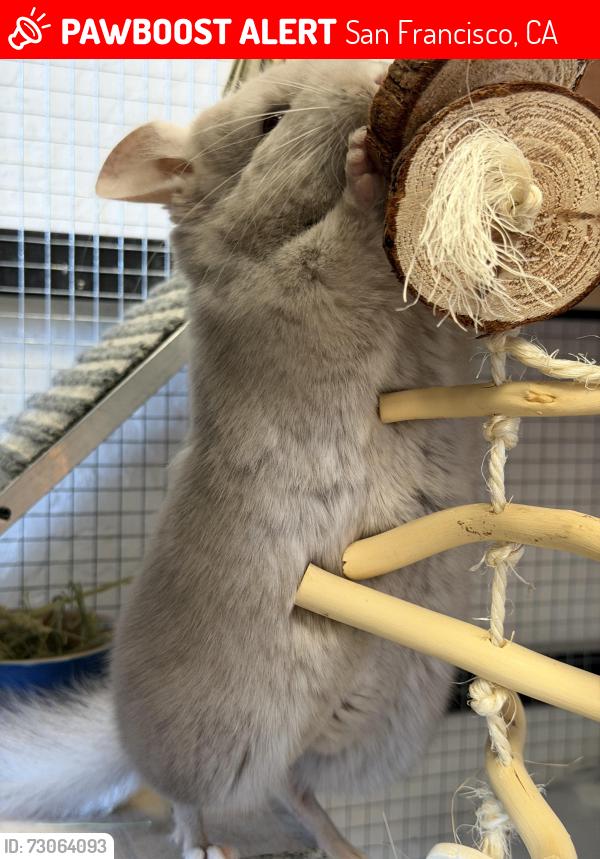 Lost Male Other last seen Tennessee and 20th street , San Francisco, CA 94107