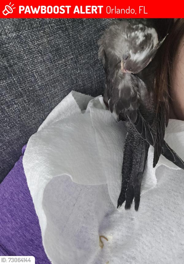 Lost Unknown Bird last seen By Holly Pond Court, Orlando, FL 32824