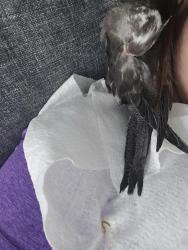 Lost Unknown Bird last seen By Holly Pond Court, Orlando, FL 32824