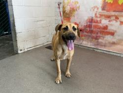 Shelter Stray Female Dog last seen INLAND CENTER MALL, 333 Chandler Pl, San Bernardino, CA 92408, USA