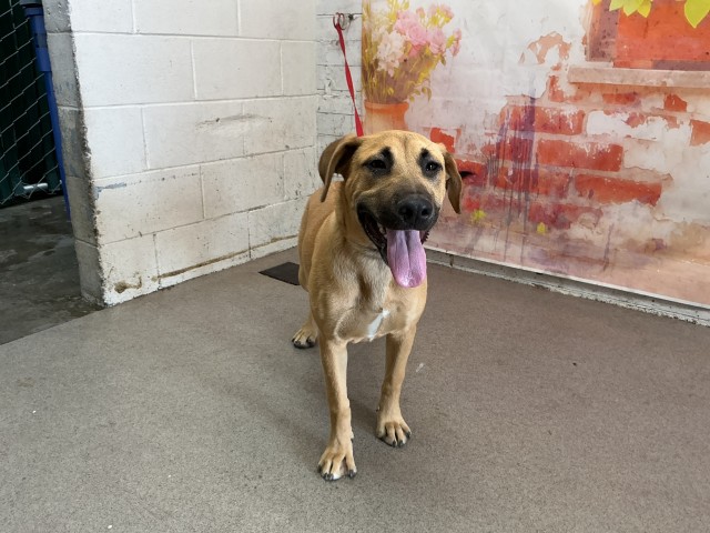 Shelter Stray Female Dog last seen INLAND CENTER MALL, 333 Chandler Pl, San Bernardino, CA 92408, USA