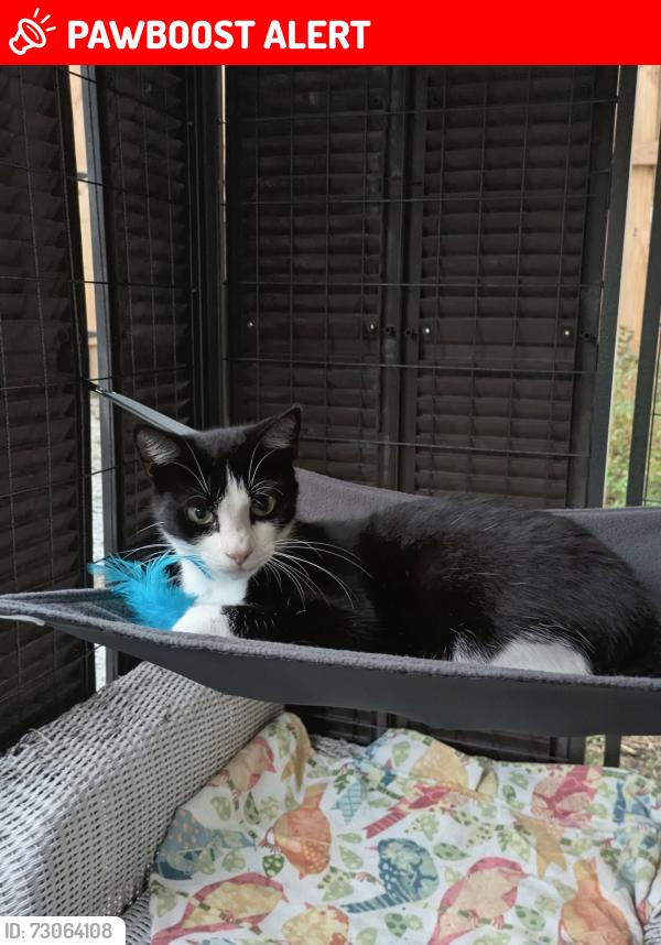 Lost Female Cat last seen Old Marlboro Rd,Roy Farlow Rd, Edger Rd, Randolph County, NC 27350