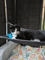 Lost Female Cat last seen Old Marlboro Rd,Roy Farlow Rd, Edger Rd, Randolph County, NC 27350