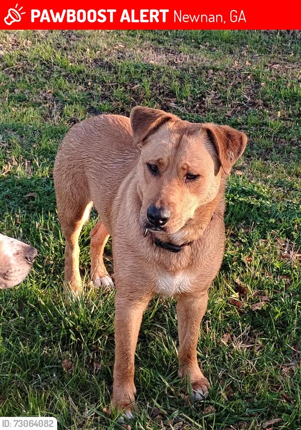 Lost Male Dog last seen Hwy 29 North , Newnan, GA 30265