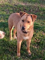 Lost Male Dog last seen Hwy 29 North , Newnan, GA 30265
