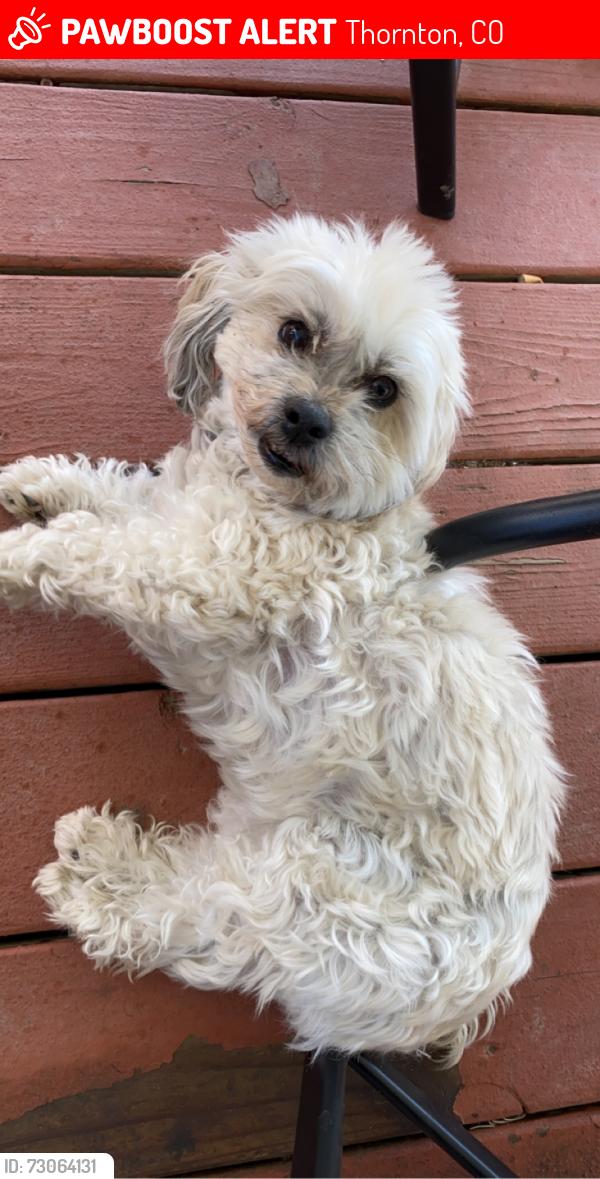 Lost Female Dog last seen Colorado and Woodglen, Thornton, CO 80233