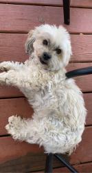 Lost Female Dog last seen Colorado and Woodglen, Thornton, CO 80233