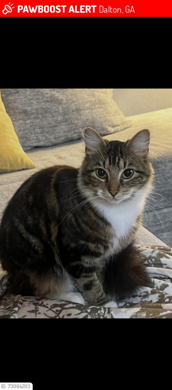 Lost Female Cat last seen Miller dr was last seen an hour ago when she got out of the hse., Dalton, GA 30721