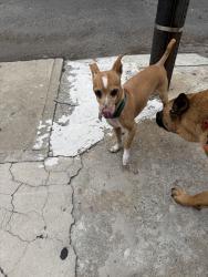 Found/Stray Male Dog last seen Dudley and 8th street, Philadelphia, PA 19148