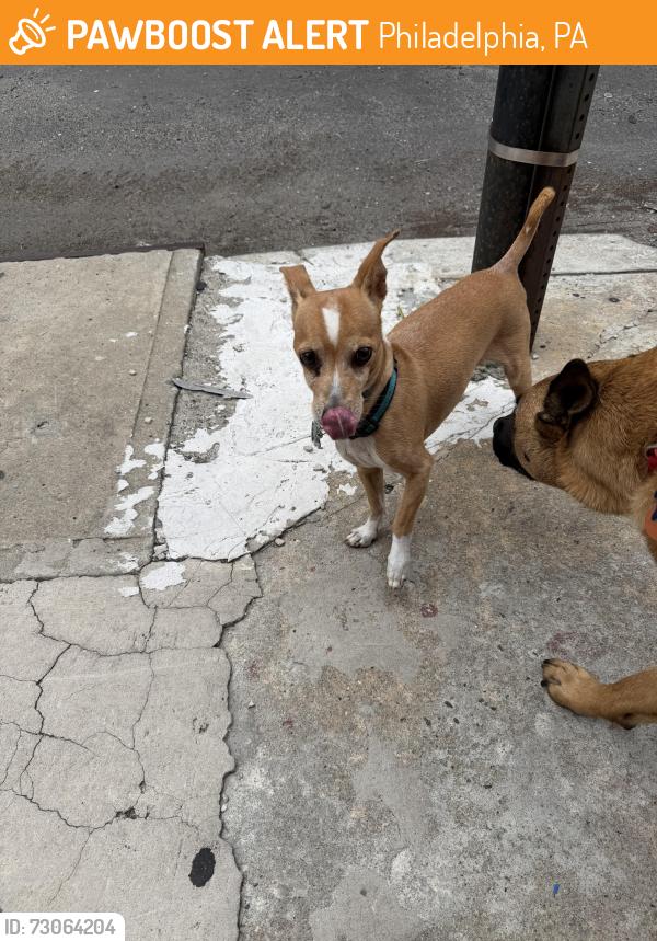 Found/Stray Male Dog last seen Dudley and 8th street, Philadelphia, PA 19148