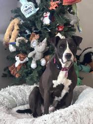 Reunited Female Dog last seen Oregon pike , Lititz, PA 17543