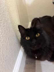 Lost Female Cat last seen Near safeway, Salinas, CA 93906