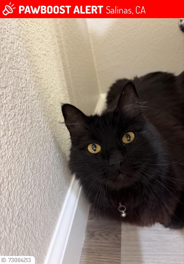 Lost Female Cat last seen Near safeway, Salinas, CA 93906