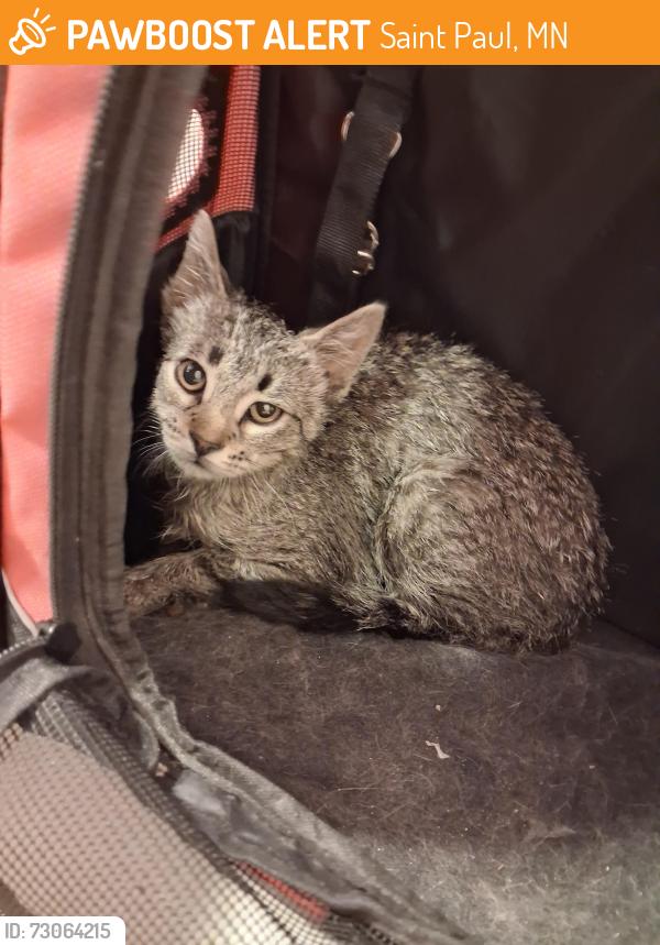 Found/Stray Unknown Cat last seen Smith Ave Bridge, Saint Paul, Saint Paul, MN 55102