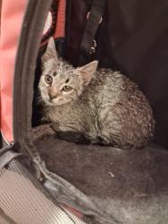 Found/Stray Unknown Cat last seen Smith Ave Bridge, Saint Paul, Saint Paul, MN 55102