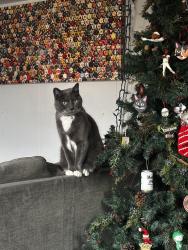 Reunited Male Cat last seen Tasker & 32nd Street, Philadelphia, PA 19145