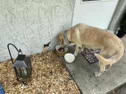 Found/Stray Male Dog last seen Bay dr, Spring Hill, FL 34608