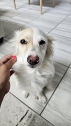 Found/Stray Female Dog last seen Summer Fest Dr, San Antonio, TX 78244