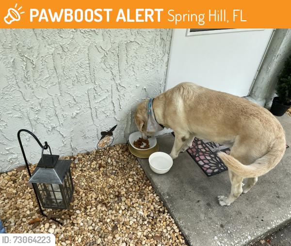 Found/Stray Male Dog last seen Bay dr, Spring Hill, FL 34608