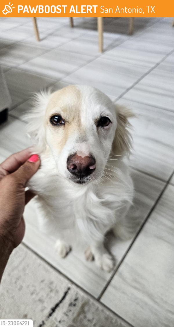 Found/Stray Female Dog last seen Summer Fest Dr, San Antonio, TX 78244