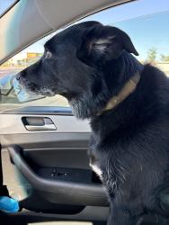 Found/Stray Male Dog last seen Helen Perry , Ceres, CA 95358