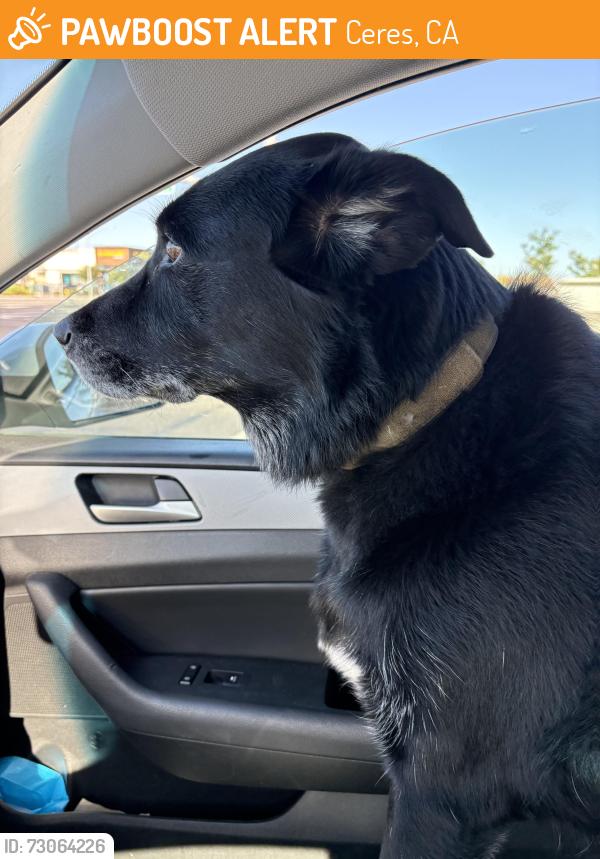 Found/Stray Male Dog last seen Helen Perry , Ceres, CA 95358
