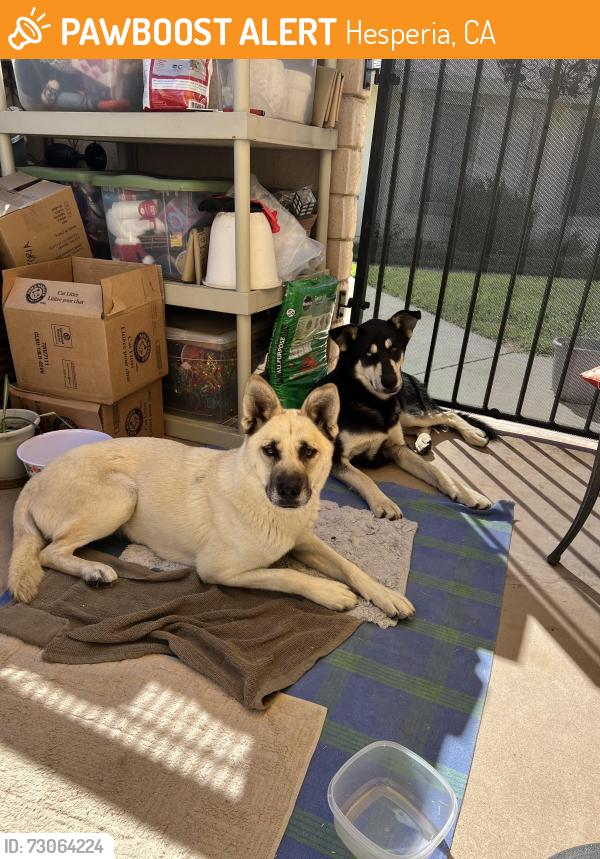 Found/Stray Male Dog last seen Sultana and G Ave., Hesperia, CA 92340