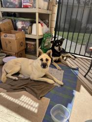 Found/Stray Male Dog last seen Sultana and G Ave., Hesperia, CA 92340