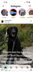 Reunited Female Dog last seen Eshalman and pacific coast highway, Lomita, CA 90717
