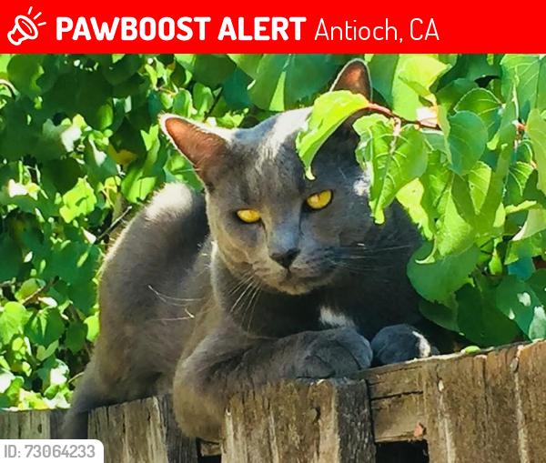 Lost Male Cat last seen Mokelumne Dr., Antioch , Antioch, CA 94531