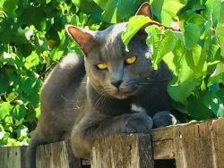 Lost Male Cat last seen Mokelumne Dr., Antioch , Antioch, CA 94531