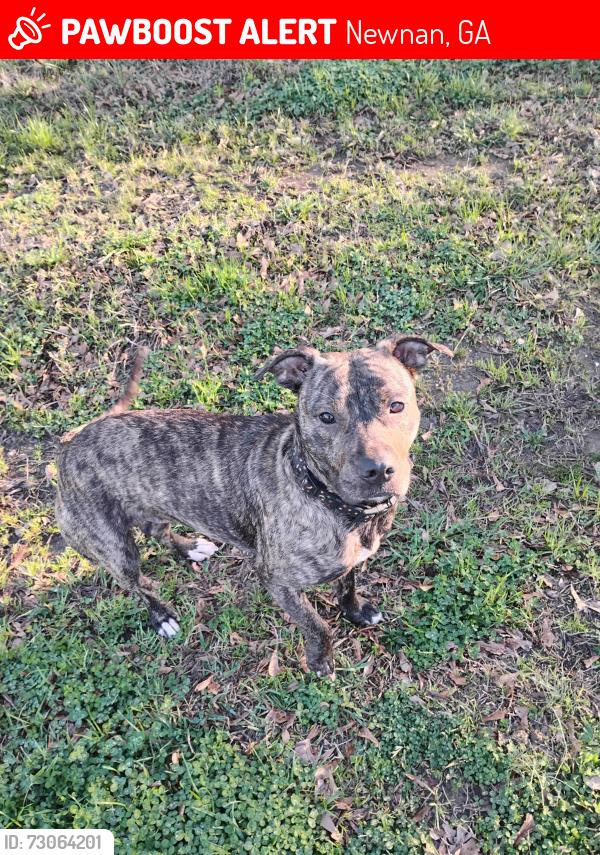Lost Female Dog last seen Hwy 29 North ( behind Frazier's), Newnan, GA 30265
