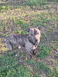 Lost Female Dog last seen Hwy 29 North ( behind Frazier's), Newnan, GA 30265