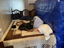 Reunited Female Dog last seen WoodlandCreek, Kissimmee, FL 34744