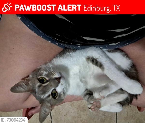 Lost Male Cat last seen Sugar rd, Edinburg, TX 78539