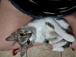 Lost Male Cat last seen Sugar rd, Edinburg, TX 78539