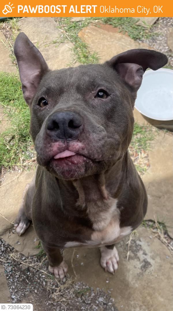 Found/Stray Male Dog last seen Northwest 30th & Robinson, Oklahoma City, OK 73118