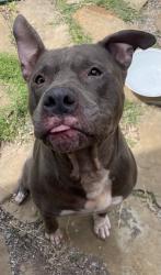 Found/Stray Male Dog last seen Northwest 30th & Robinson, Oklahoma City, OK 73118