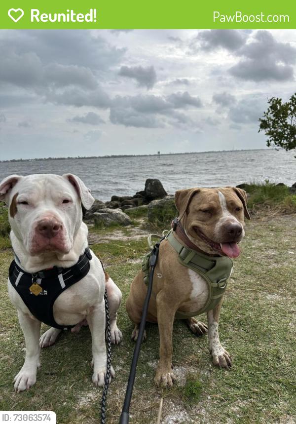 Reunited Female Dog last seen Near Greenway ave NE Palm Bay , Palm Bay, FL 32907