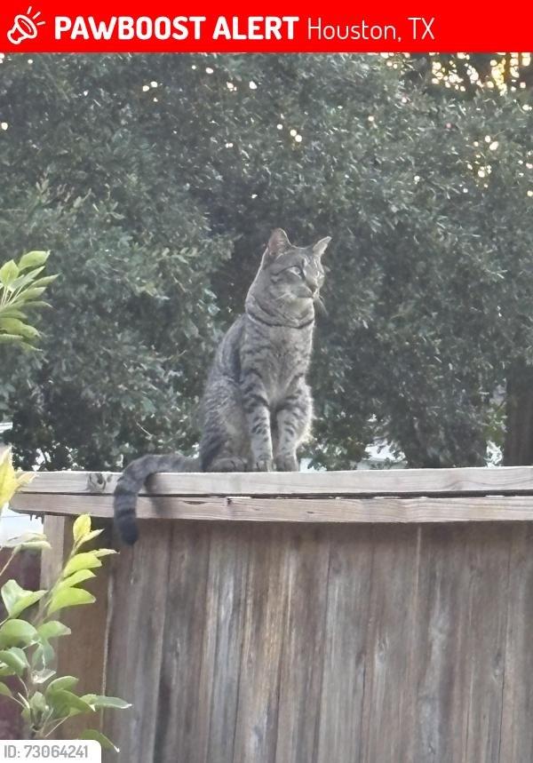 Lost Male Cat last seen Shadowbark dr, Houston, TX 77082