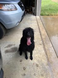 Lost Female Dog last seen Tree streets in north Corinth, Corinth, MS 38834