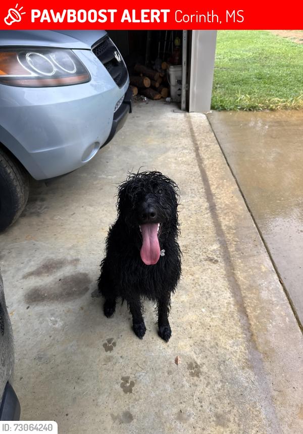 Lost Female Dog last seen Tree streets in north Corinth, Corinth, MS 38834