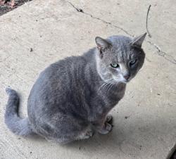 Found/Stray Male Cat last seen Near Cascadia Tech School, Vancouver, WA 98682