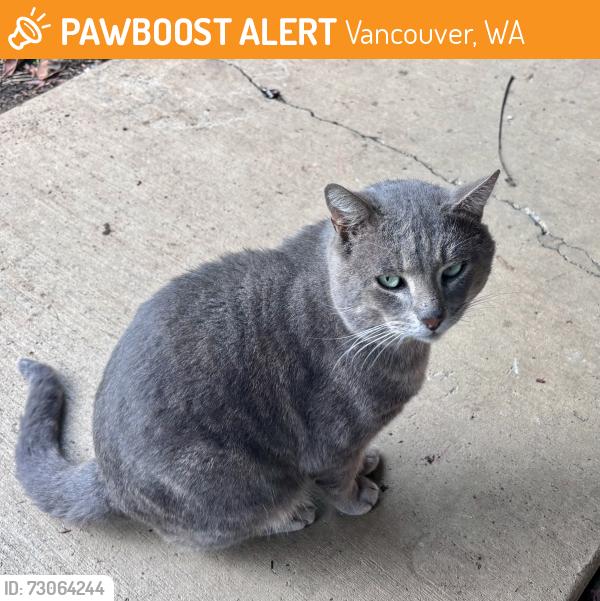 Found/Stray Male Cat last seen Near Cascadia Tech School, Vancouver, WA 98682