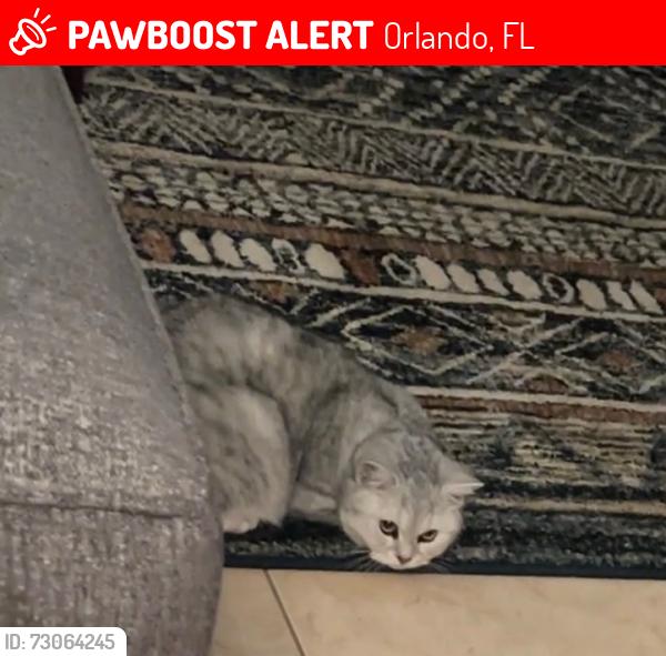 Lost Male Cat last seen Near Estrella Dr, Orlando, FL 32837