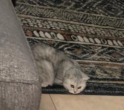 Lost Male Cat last seen Near Estrella Dr, Orlando, FL 32837