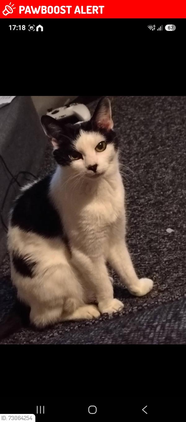 Lost Female Cat last seen Woodcross, West Midlands, England WV4