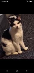 Lost Female Cat last seen Woodcross, West Midlands, England WV4