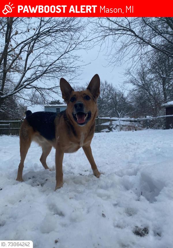 Lost Male Dog last seen Coventry Ln, Mason, MI 48854