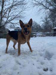 Lost Male Dog last seen Coventry Ln, Mason, MI 48854